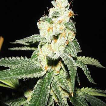 GREAT WHITE AUTO  seeds
