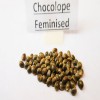 Chocolope fem seeds