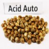 Acid Auto seeds