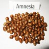 Amnesia seeds