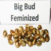 Big Bud fem  variedad