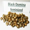 Black Domina fem seeds