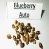 Blueberry auto seeds