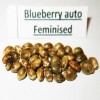 Blueberry auto fem seeds
