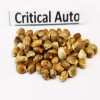Critical auto  seeds