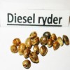 Diesel ryder  variedad