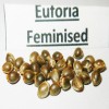 Euforia fem seeds