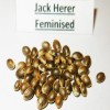Jack Herer Feminised seeds