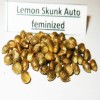 Lemon Skunk fem auto  variedad