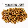 NORTHERN LIGHT seeds