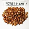 Power Plant seeds
