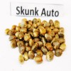 Skunk auto seeds
