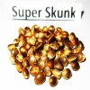 Super Skunk  variedad