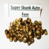 Super Skunk auto fem seeds