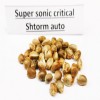 Supersonic Cristal Storm auto seeds