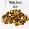 Sweet Tooth auto  variedad