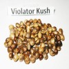 Violator Kush seeds