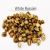 White Russian  variedad