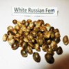 White Russian fem seeds