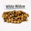 White Widow seeds