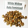White Widow auto fem  variedad