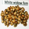 White widow fem seeds