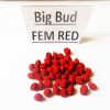 Big Bud fem (spain)  variedad