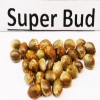 Super Bud   variedad