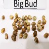 Big Bud  variedad