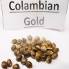 Colombian Gold  variedad
