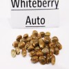 Whiteberry auto seeds