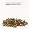 Super Lemon Haze seeds