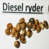 Семена Diesel ryder auto fem
