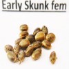 Early Skunk fem seeds