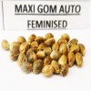 Maxi Gom auto fem seeds