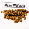Afghani Auto seeds