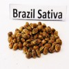 Brazil Sativa  variedad