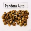 Pandora auto  variedad