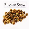 Russian Snow