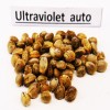 Ultraviolet auto seeds