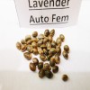 Lavender auto fem seeds