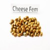 Cheese fem seeds