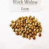 Black Widow fem seeds