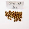 Семена Critical Jack fem