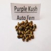 Purple Kush auto fem  variedad
