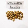 Amnesia Haze auto fem seeds