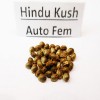 Hindu Kush Auto feminised  variedad