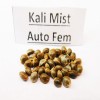 Kali Mist auto fem seeds