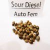 Насіння  Sour Diesel auto fem